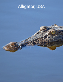 crocodile